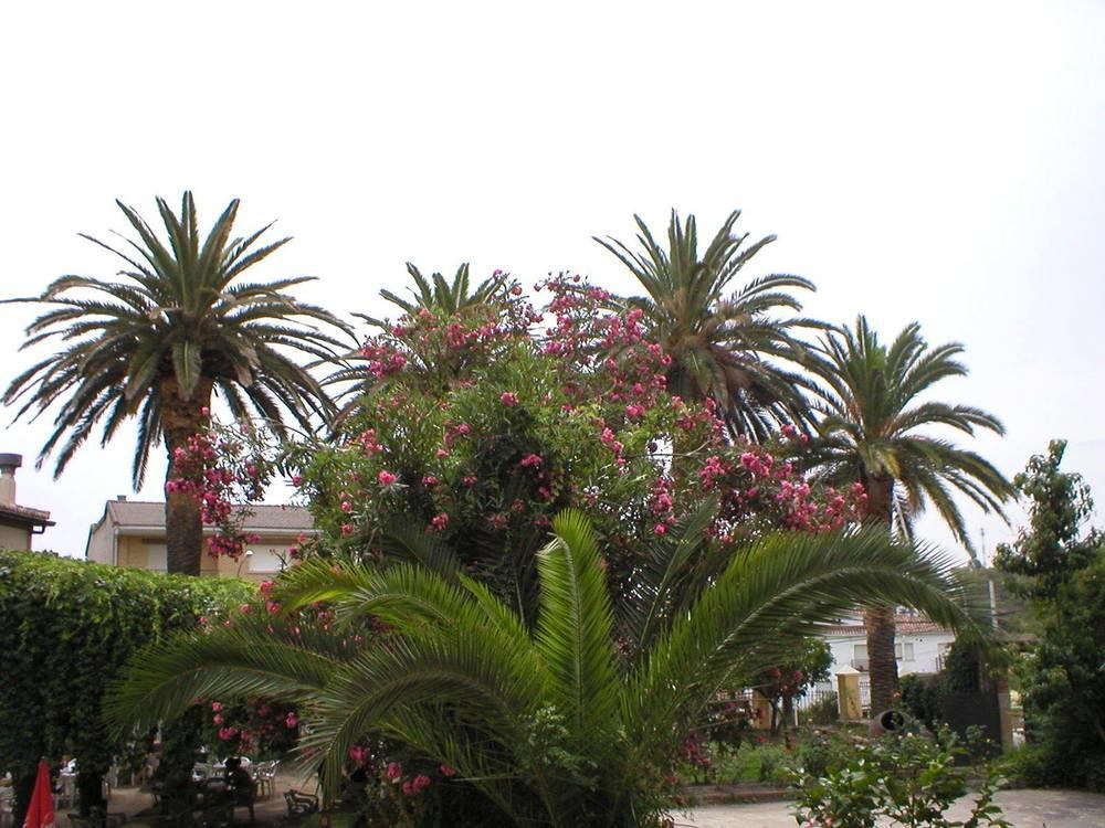 Hostal La Colonial Madrigal de la Vera Exterior photo